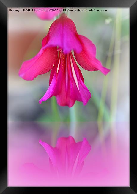 PINK FLORAL REFLECTION Framed Print by Anthony Kellaway