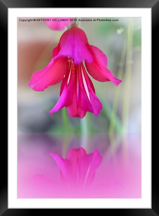 PINK FLORAL REFLECTION Framed Mounted Print by Anthony Kellaway