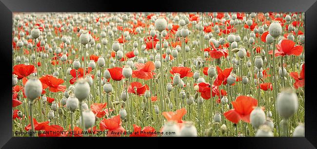 POPPIES GALORE Framed Print by Anthony Kellaway