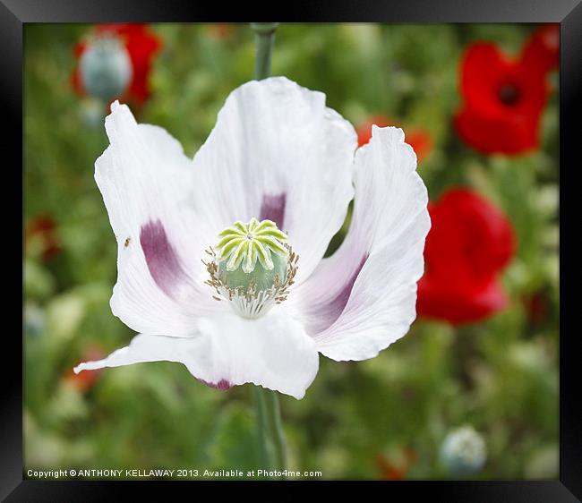 WHITE POPPY Framed Print by Anthony Kellaway