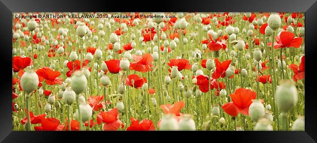 POPPIES AND PODS Framed Print by Anthony Kellaway