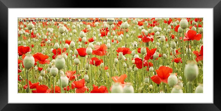 POPPIES AND PODS Framed Mounted Print by Anthony Kellaway