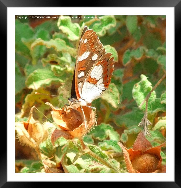 WHITE ADMIRAL Framed Mounted Print by Anthony Kellaway