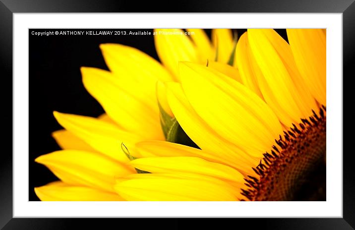 SUNFLOWER Framed Mounted Print by Anthony Kellaway