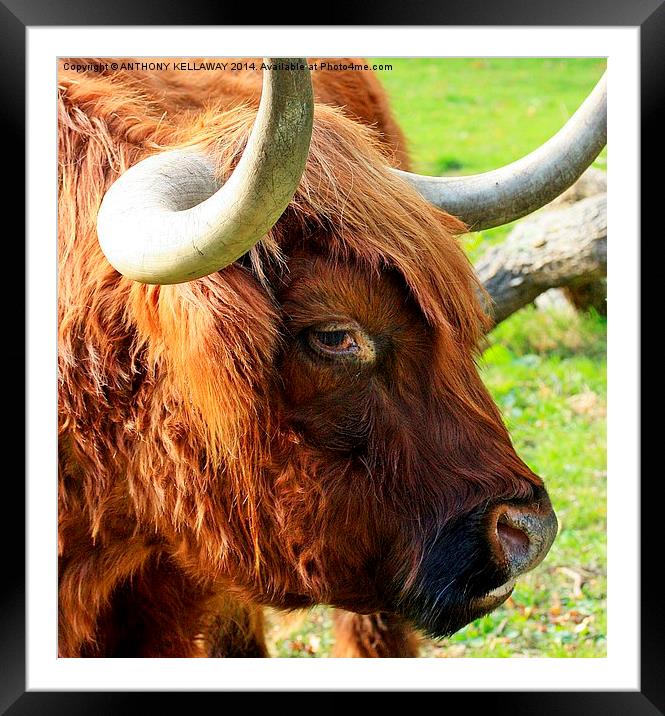 HIGHLAND COW CLOSE UP Framed Mounted Print by Anthony Kellaway