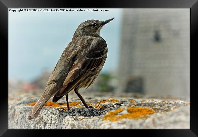 ROCK PIPIT Framed Print by Anthony Kellaway