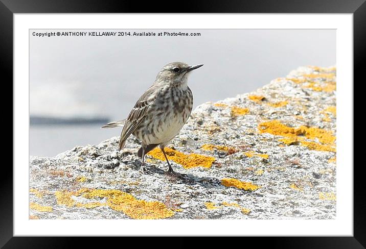 ROCK PIPIT FRONT VIEW Framed Mounted Print by Anthony Kellaway