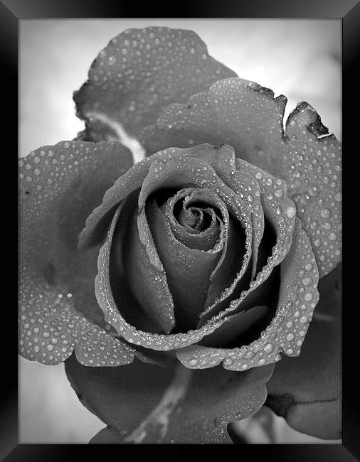 ROSE IN BLACK AND WHITE Framed Print by Anthony Kellaway