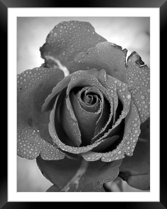 ROSE IN BLACK AND WHITE Framed Mounted Print by Anthony Kellaway
