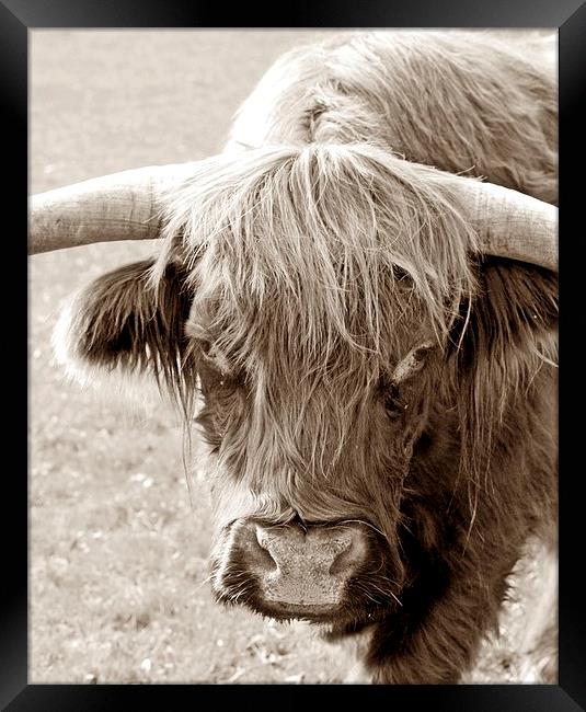 HIGHLAND COW Framed Print by Anthony Kellaway