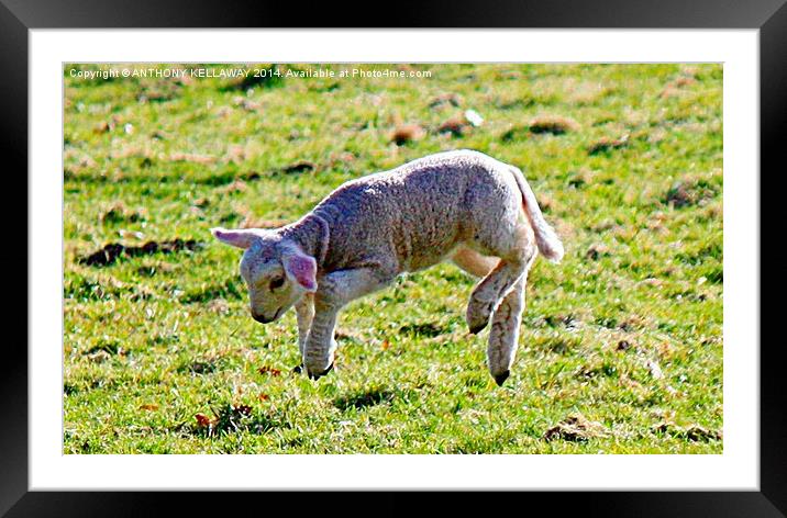 JUMP FOR JOY Framed Mounted Print by Anthony Kellaway