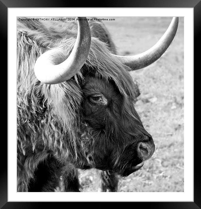 HIGHLAND COW Framed Mounted Print by Anthony Kellaway