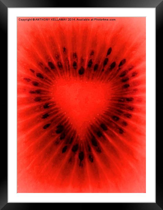 KIWI HEART Framed Mounted Print by Anthony Kellaway