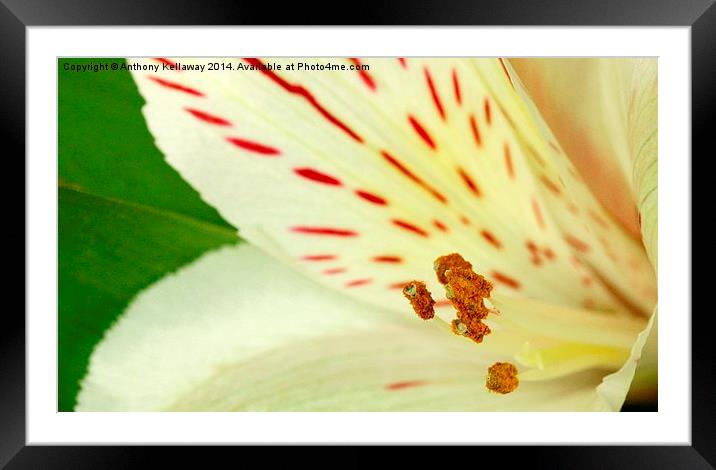 LILY STAMENS MACRO Framed Mounted Print by Anthony Kellaway