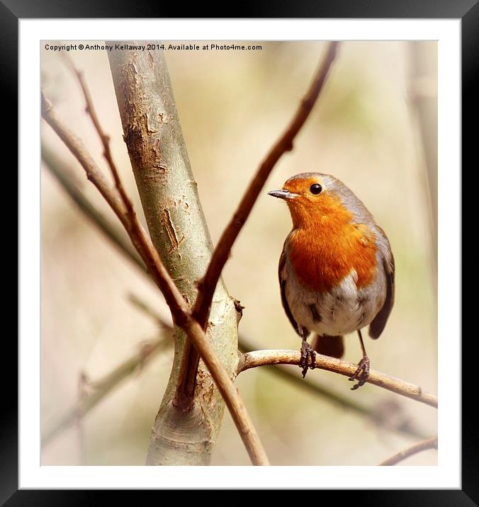 ROBIN Framed Mounted Print by Anthony Kellaway