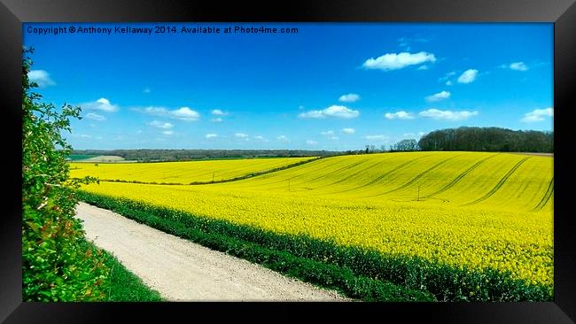 FIELDS OF GOLD Framed Print by Anthony Kellaway