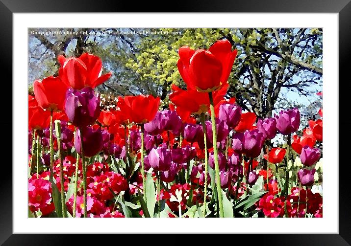TULIPS OIL PAINTING Framed Mounted Print by Anthony Kellaway
