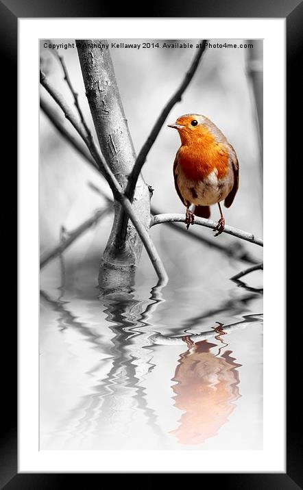 ROBIN REFLECTIONS Framed Mounted Print by Anthony Kellaway