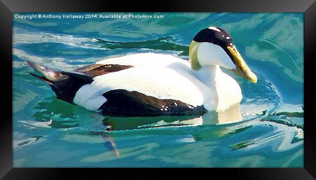 EIDER DUCK WITH OIL PAINTING EFFECT Framed Print by Anthony Kellaway