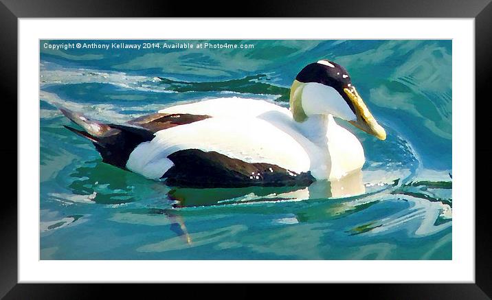 EIDER DUCK WITH OIL PAINTING EFFECT Framed Mounted Print by Anthony Kellaway