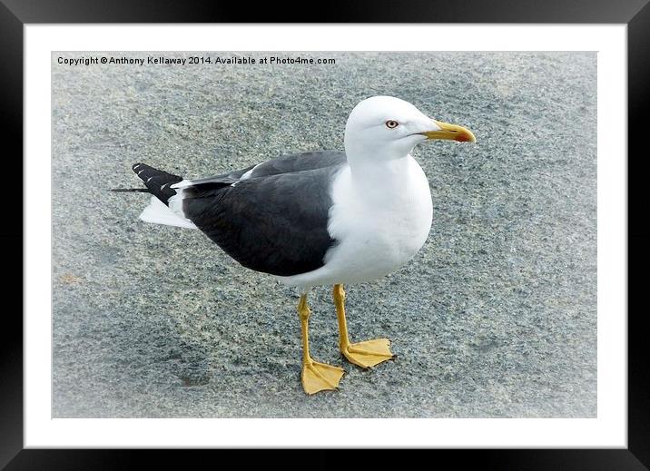 LESSER BLACK BACKED GULL Framed Mounted Print by Anthony Kellaway