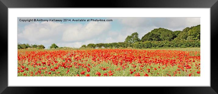 POPPY PANORAMIC Framed Mounted Print by Anthony Kellaway
