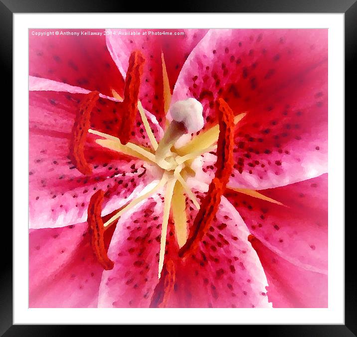 TIGER LILY Framed Mounted Print by Anthony Kellaway