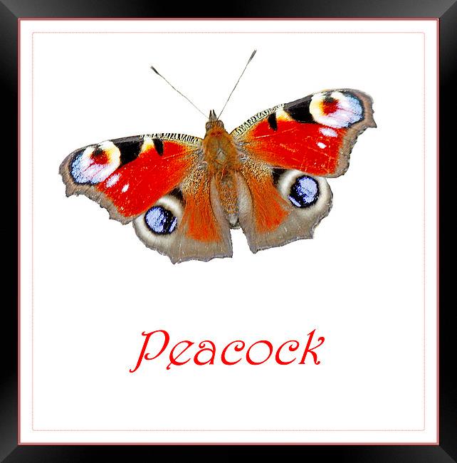 PEACOCK BUTTERFLY Framed Print by Anthony Kellaway