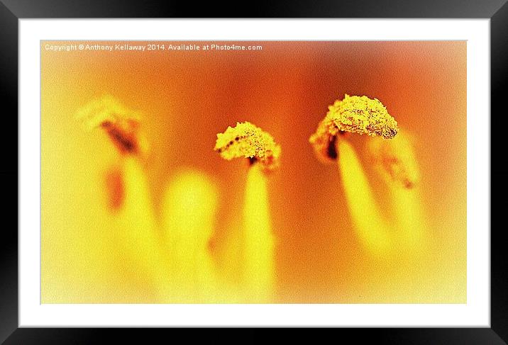 LILY STAMEN Framed Mounted Print by Anthony Kellaway