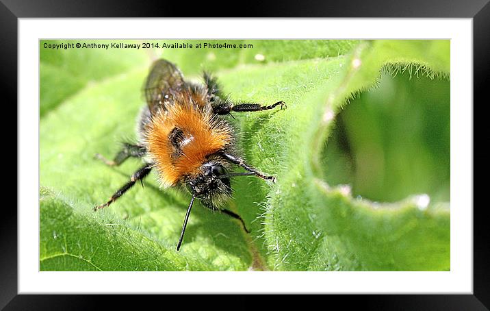 BUMBLE BEE MACRO Framed Mounted Print by Anthony Kellaway