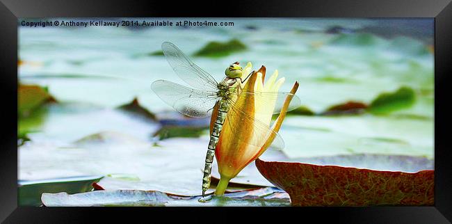 DRAGONFLY ON LILY Framed Print by Anthony Kellaway