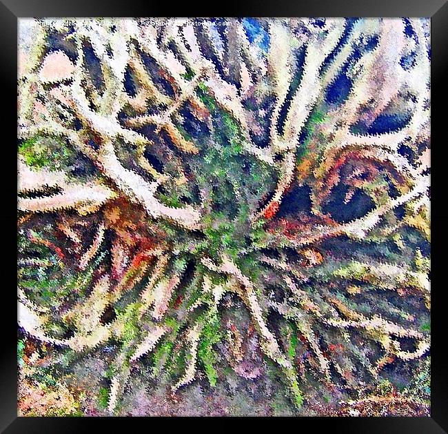  TREE ROOTS ABSTRACT Framed Print by Anthony Kellaway