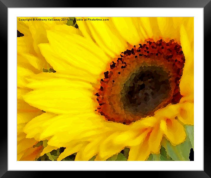  SUNFLOWER Framed Mounted Print by Anthony Kellaway