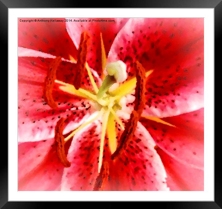  TIGER LILY ABSTRACT Framed Mounted Print by Anthony Kellaway