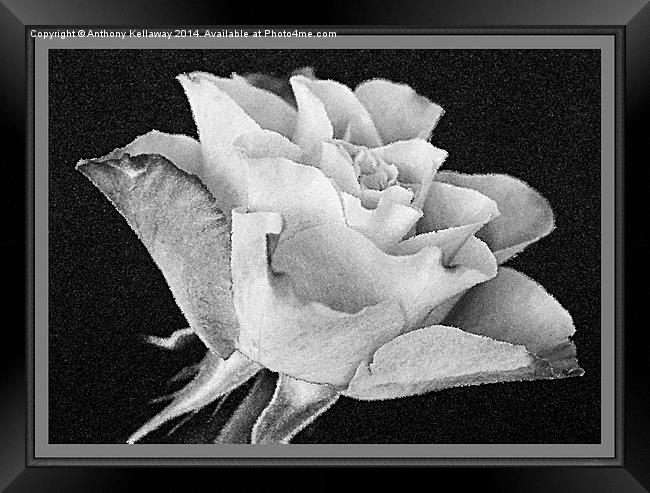 ROSE IN BLACK AND WHITE Framed Print by Anthony Kellaway