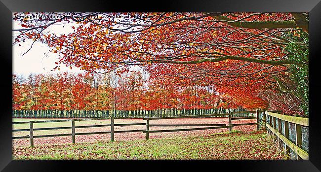  AUTUMN COLOURS Framed Print by Anthony Kellaway