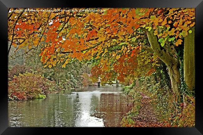  ITCHEN NAVIGATION IN AUTUMN Framed Print by Anthony Kellaway