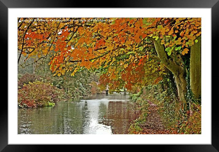  ITCHEN NAVIGATION IN AUTUMN Framed Mounted Print by Anthony Kellaway