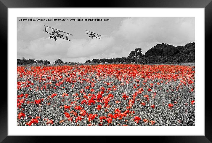  SOPWITH CAMELS OVER POPPY FIELD Framed Mounted Print by Anthony Kellaway