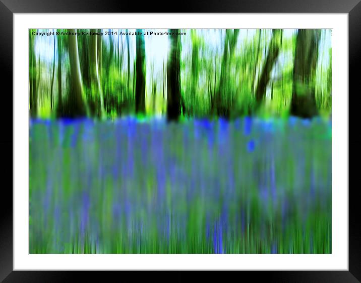  BLUEBELL ABSTRACT Framed Mounted Print by Anthony Kellaway