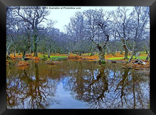  NEW FOREST POND REFLECTIONS Framed Print by Anthony Kellaway