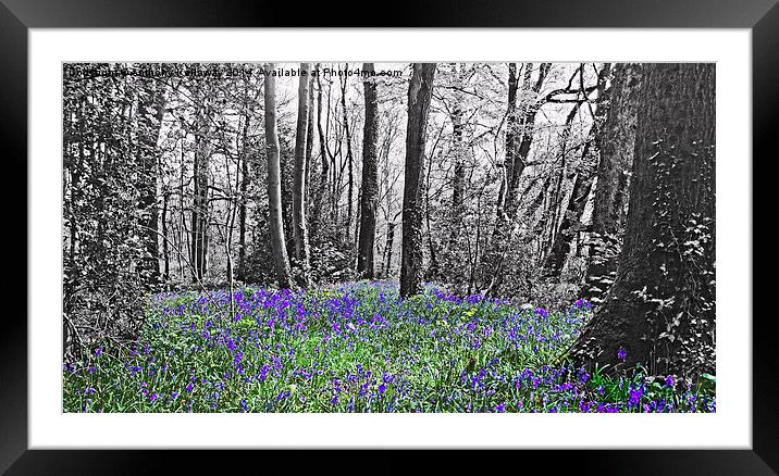 BLUEBELLS Framed Mounted Print by Anthony Kellaway