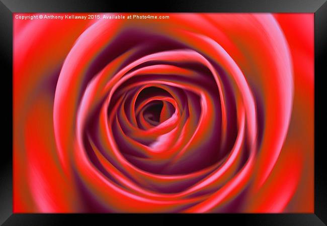  RED ROSE Framed Print by Anthony Kellaway