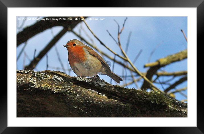  ROBIN Framed Mounted Print by Anthony Kellaway