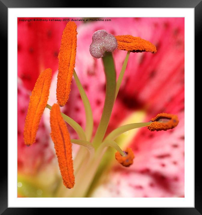  HEART OF THE LILY Framed Mounted Print by Anthony Kellaway