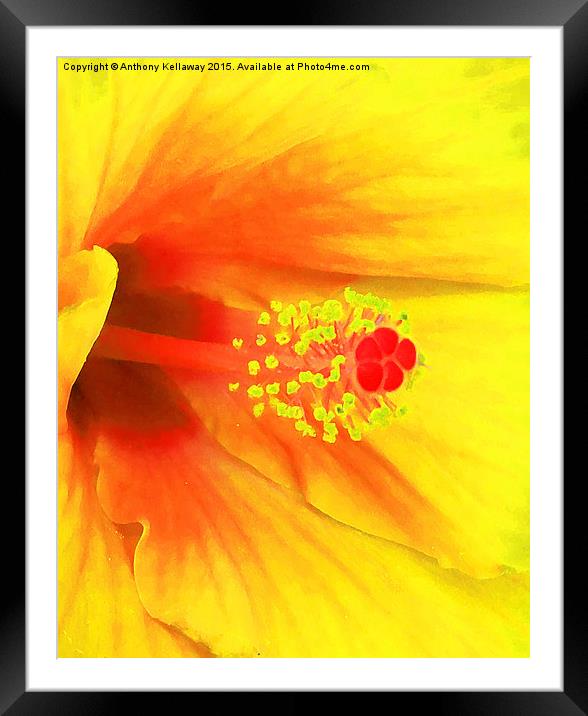  YELLOW HIBISCUS Framed Mounted Print by Anthony Kellaway