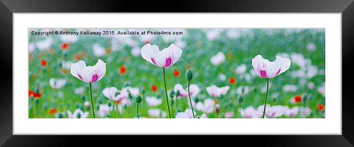  WHITE POPPIES Framed Mounted Print by Anthony Kellaway