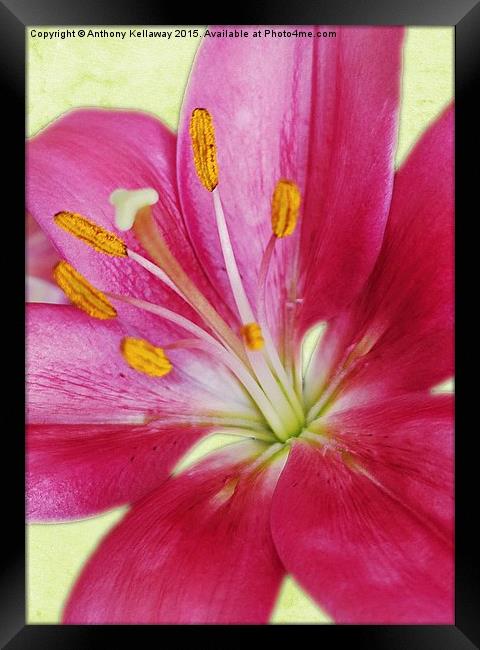  PINK LILY Framed Print by Anthony Kellaway