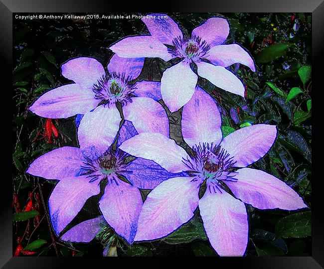  CLEMATIS Framed Print by Anthony Kellaway