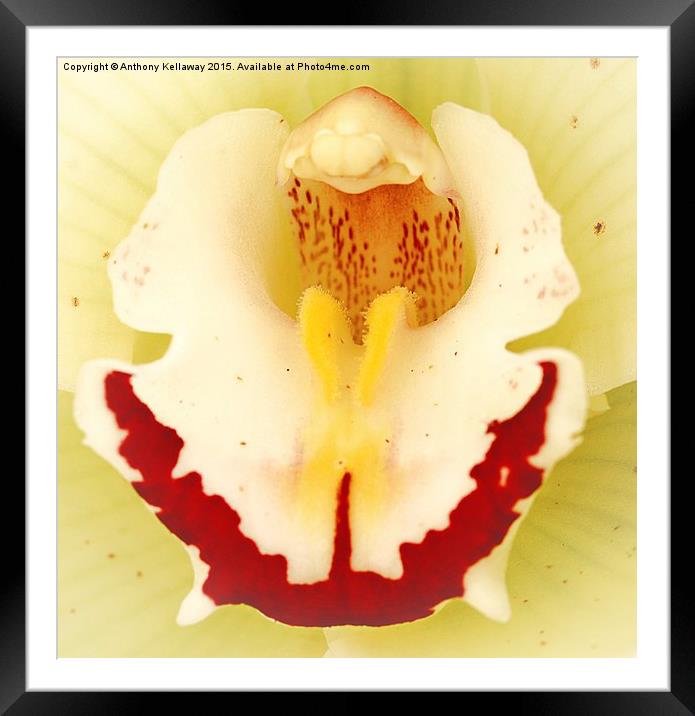  ORCHID Framed Mounted Print by Anthony Kellaway